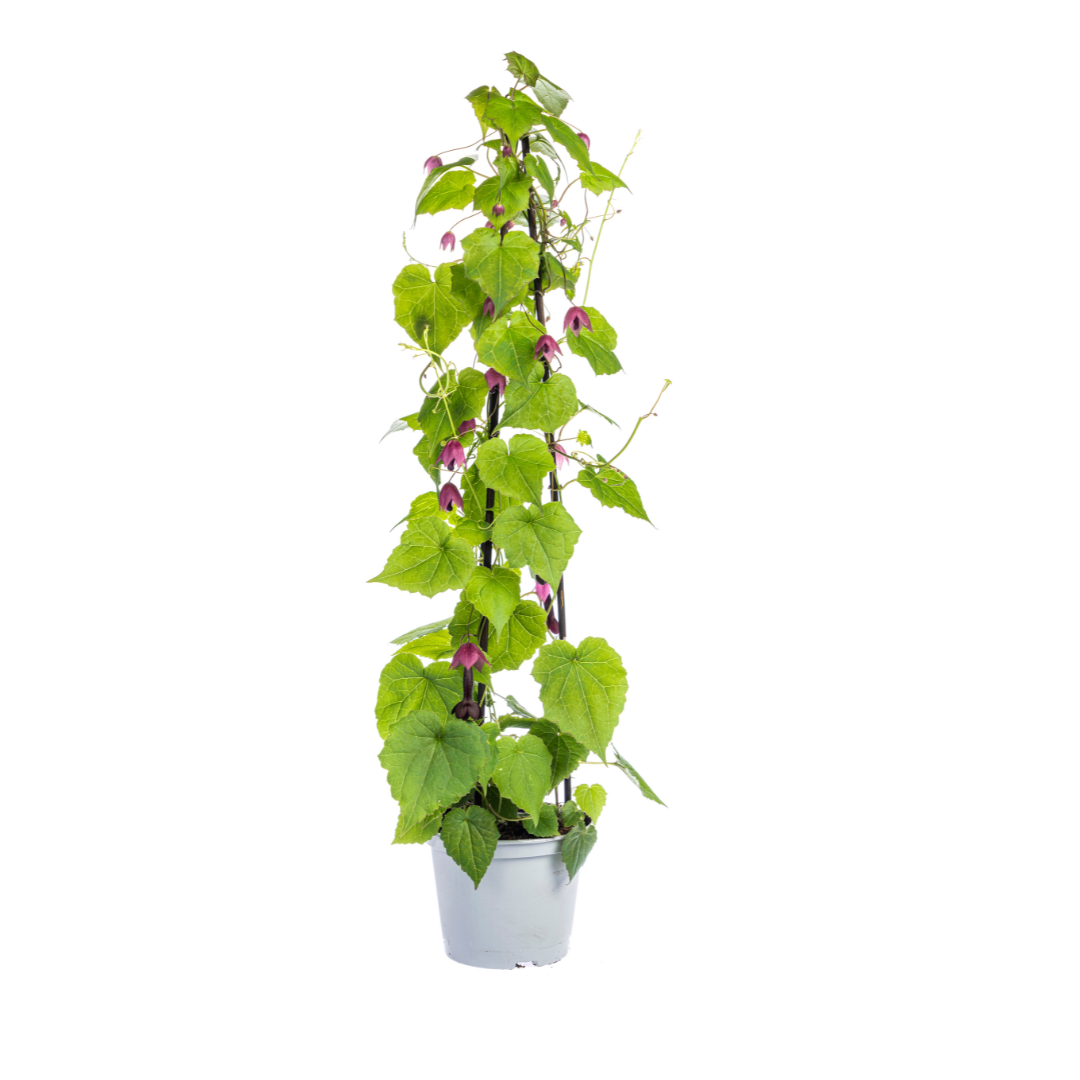 4x Purpur-Glockenwinde Rhodochiton Purple Bells Ø13 cm - ↕60 cm