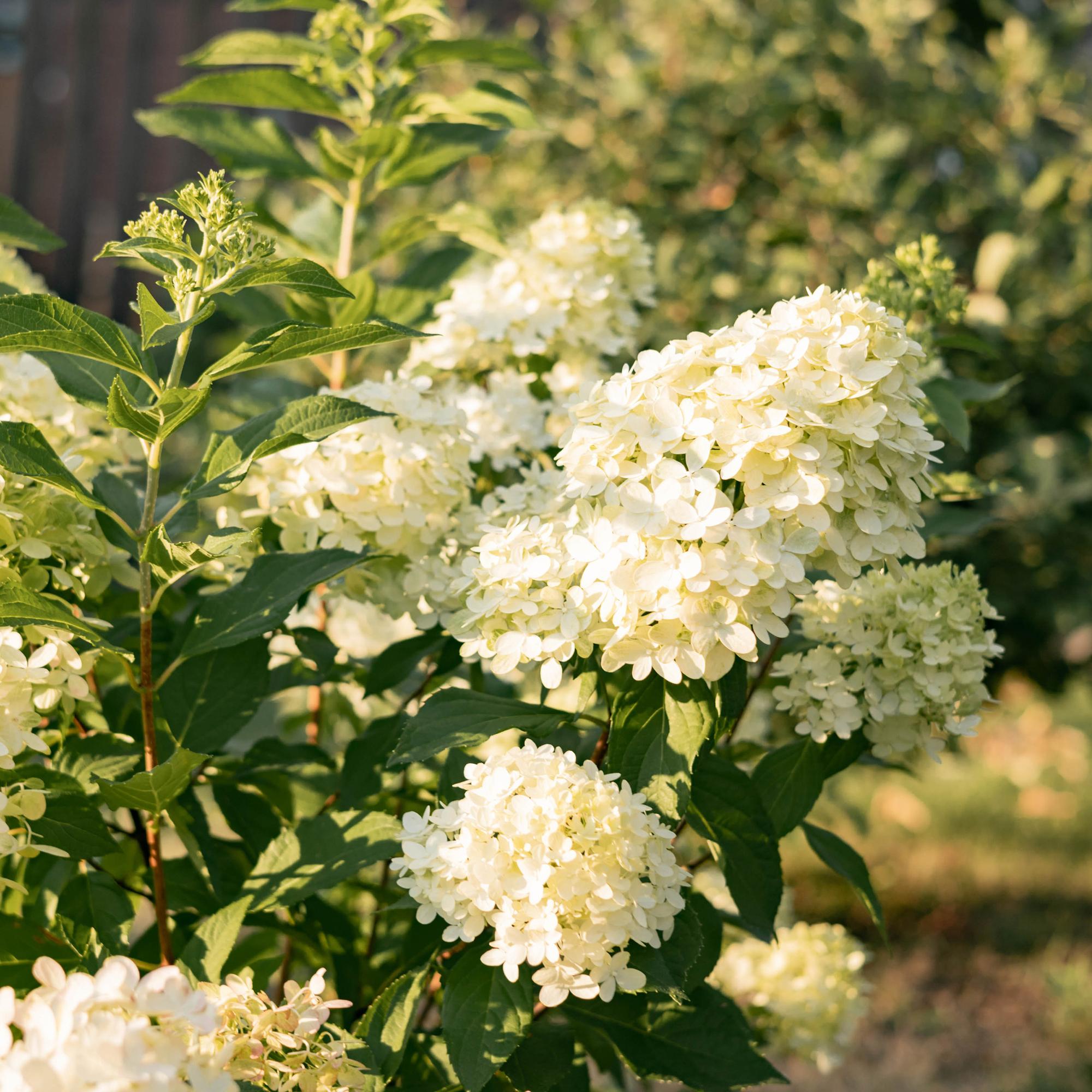 Rispenhortensie - Hydrangea panniculata Limelight - Blüten Creme Weiß - 1 Pflanze - Laubabwerfend - Große Blüten - Topf 17cm Höhe 50cm
