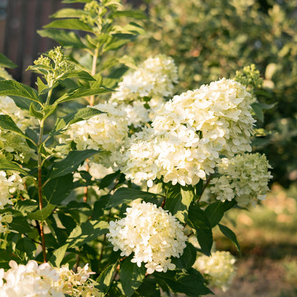Rispenhortensie - Hydrangea panniculata Limelight - Blüten Creme Weiß - 1 Pflanze - Laubabwerfend - Große Blüten - Topf 17cm Höhe 50cm