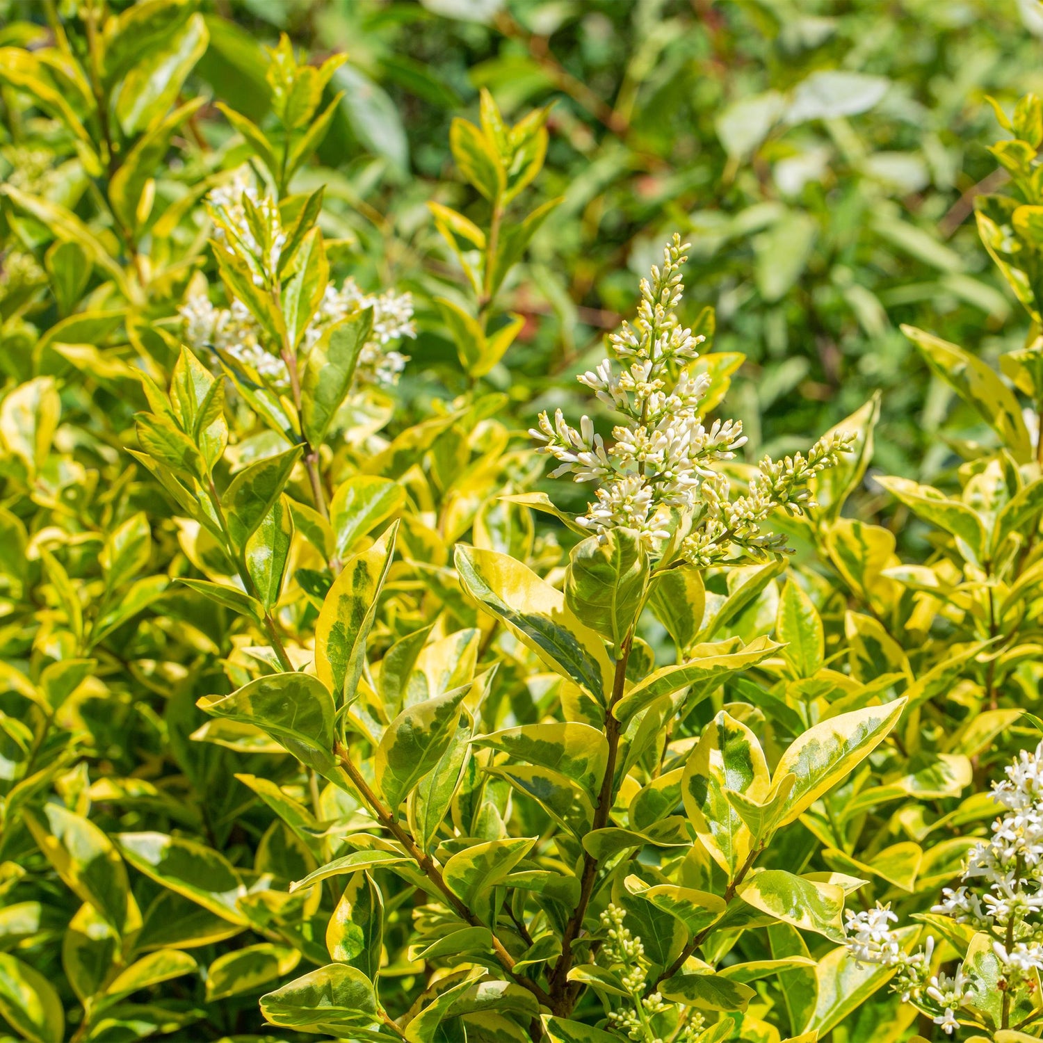 Ligustrum &