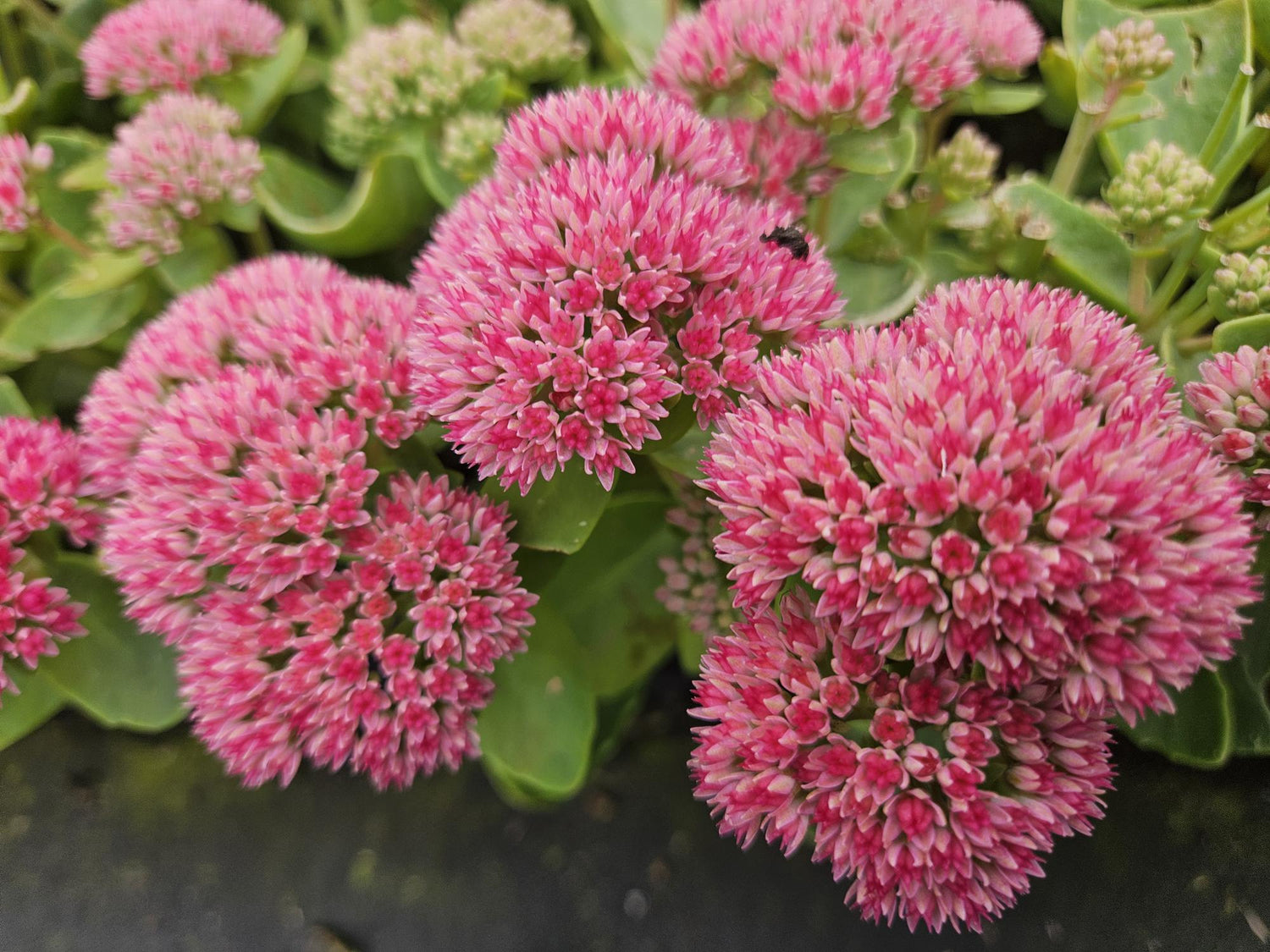 Sedum ‘Herbstfreude’ – 24 Stück, Ø 9 cm Topf, Wuchshöhe 10-25 cm – Pflegeleichte, winterharte Staude mit spätem Blütenzauber