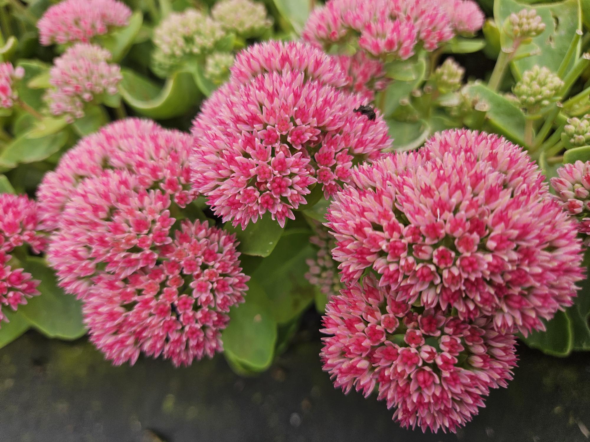 Sedum ‘Herbstfreude’ – 24 Stück, Ø 9 cm Topf, Wuchshöhe 10-25 cm – Pflegeleichte, winterharte Staude mit spätem Blütenzauber