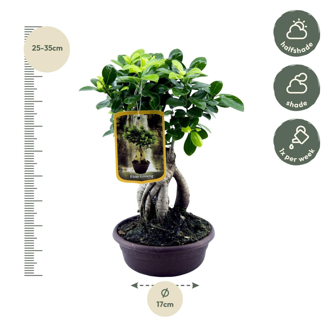 Ficus Microcarpa Ginseng – Eleganter Bonsai für Innenräume