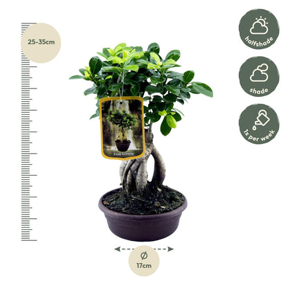 Ficus Microcarpa Ginseng – Eleganter Bonsai für Innenräume