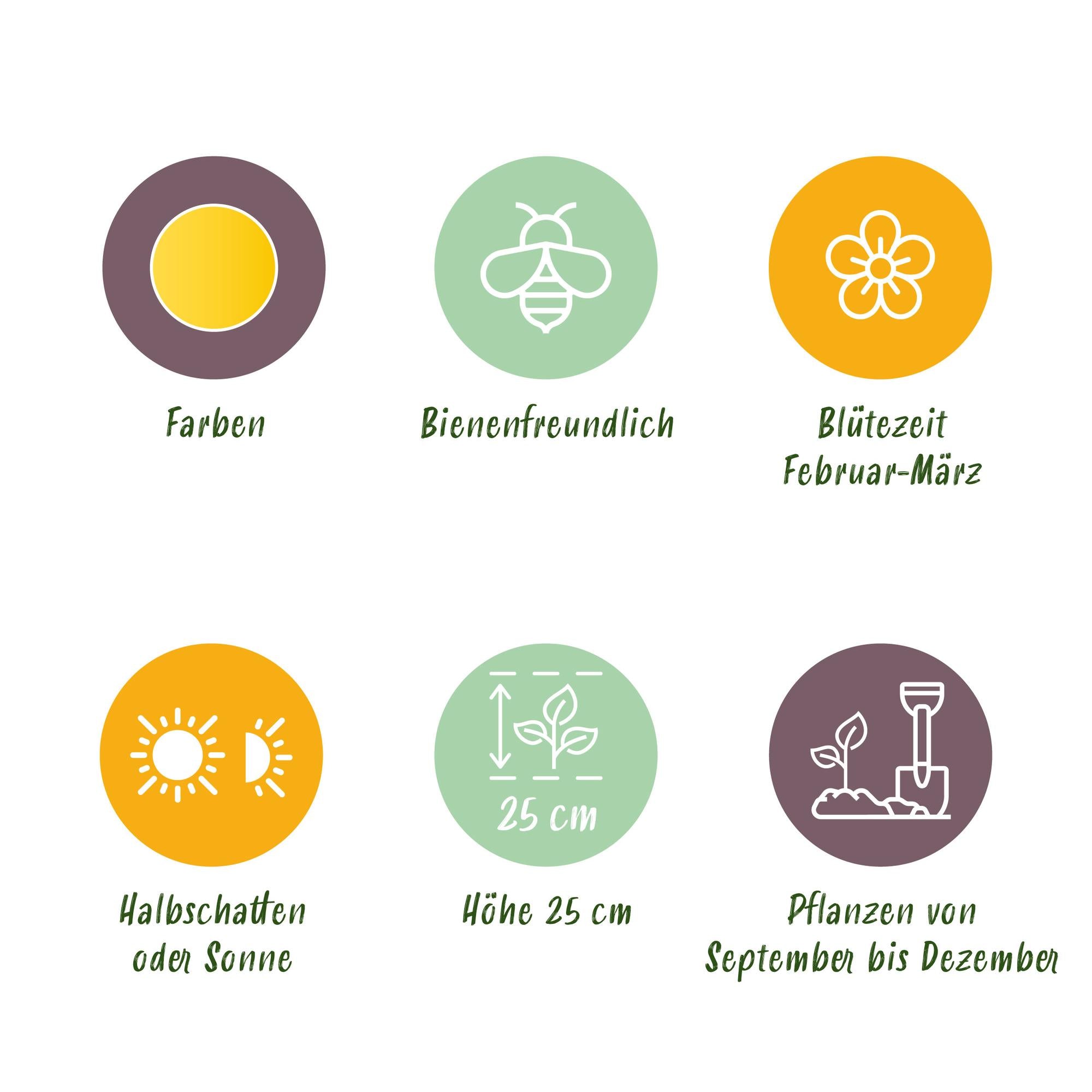 Blumenzwiebeln Eranthis Cilicica | 25 Stück Gelb – Zwiebelgröße 4/5 – XXL Pack