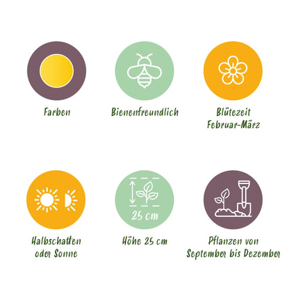 Blumenzwiebeln Eranthis Cilicica | 25 Stück Gelb – Zwiebelgröße 4/5 – XXL Pack