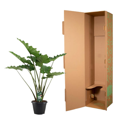 Alocasia Portodora 140 cm – Exotische XL-Zimmerpflanze