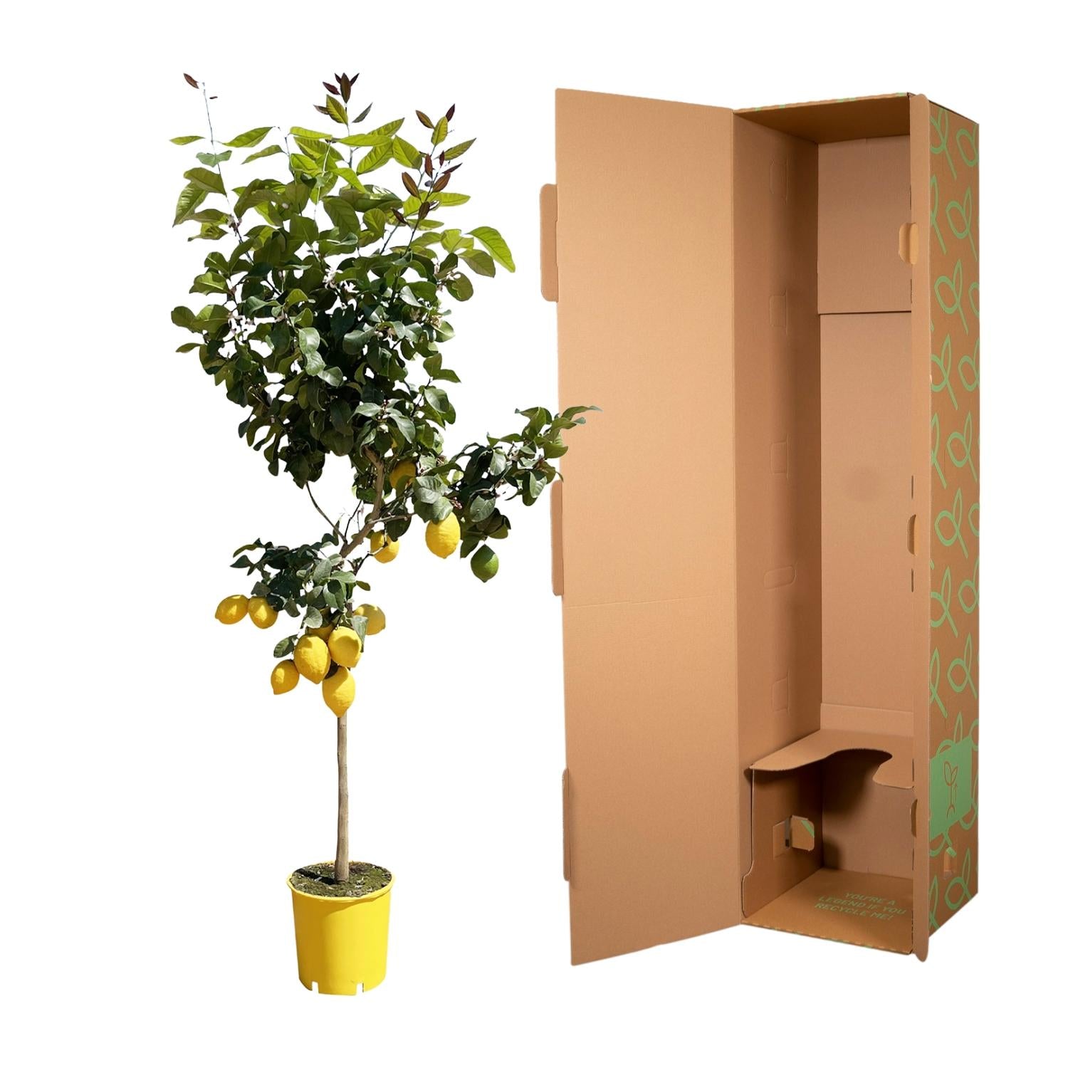 Zitronenbaum - 150 cm - ø24
