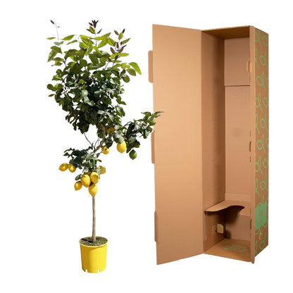 Zitronenbaum - 150 cm - ø24