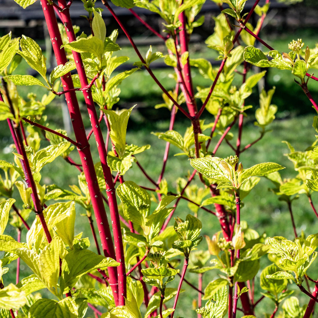 Cornus sibirica - Rote Zweige - 1 Pflanze - Laubabwerfend - Wenig Pflege - Topf 17cm Höhe 45cm