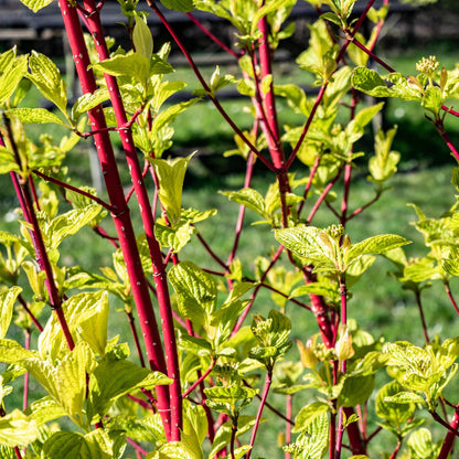 Cornus sibirica - Rote Zweige - 1 Pflanze - Laubabwerfend - Wenig Pflege - Topf 17cm Höhe 45cm