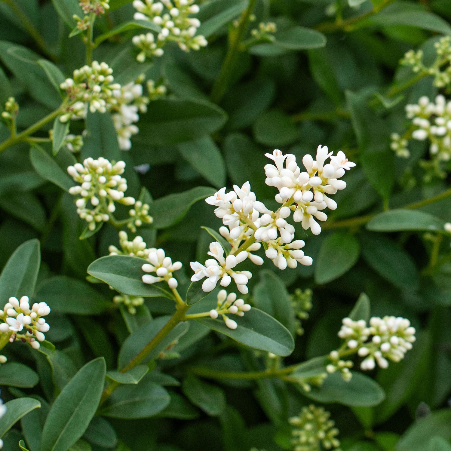Ligustrum ovalifolium – 8 Pflanzen für 1 m Hecke | Immergrün &amp; schnittfest