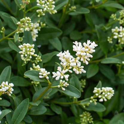 Ligustrum ovalifolium – 8 Pflanzen für 1 m Hecke | Immergrün &amp; schnittfest