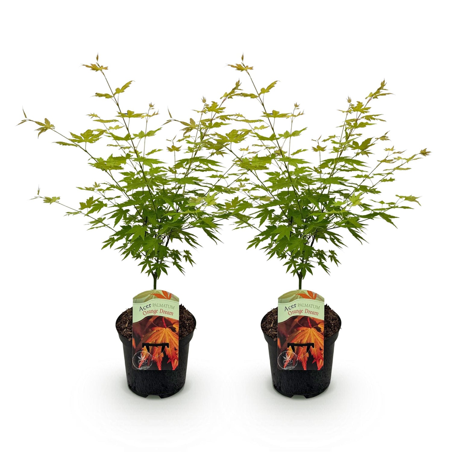 Japanischer Ahorn - Acer palmatum Orange Dream - Orange - 2 Pflanzen - Laubabwerfend - Topf 19cm Höhe 70cm