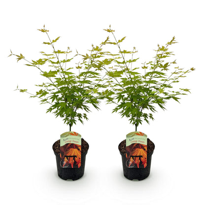 Japanischer Ahorn - Acer palmatum Orange Dream - Orange - 2 Pflanzen - Laubabwerfend - Topf 19cm Höhe 70cm