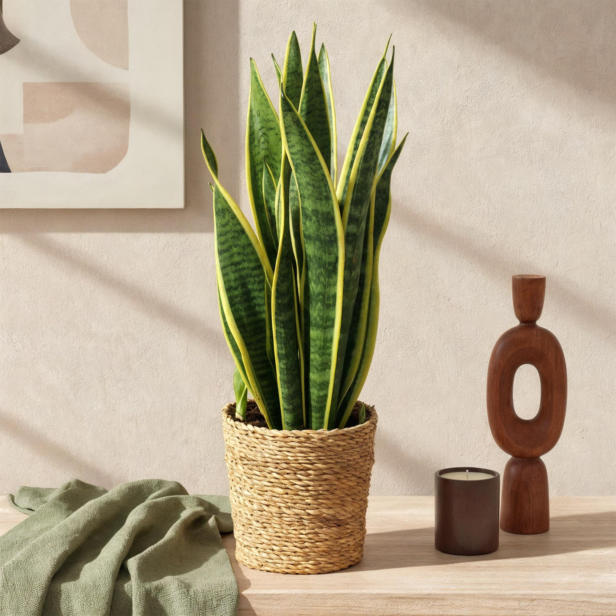 Sansevieria Laurentii - Schwiegermutterzunge - Pflegeleicht - mit Korb - Grün - Gelb Höhe 60-70cm