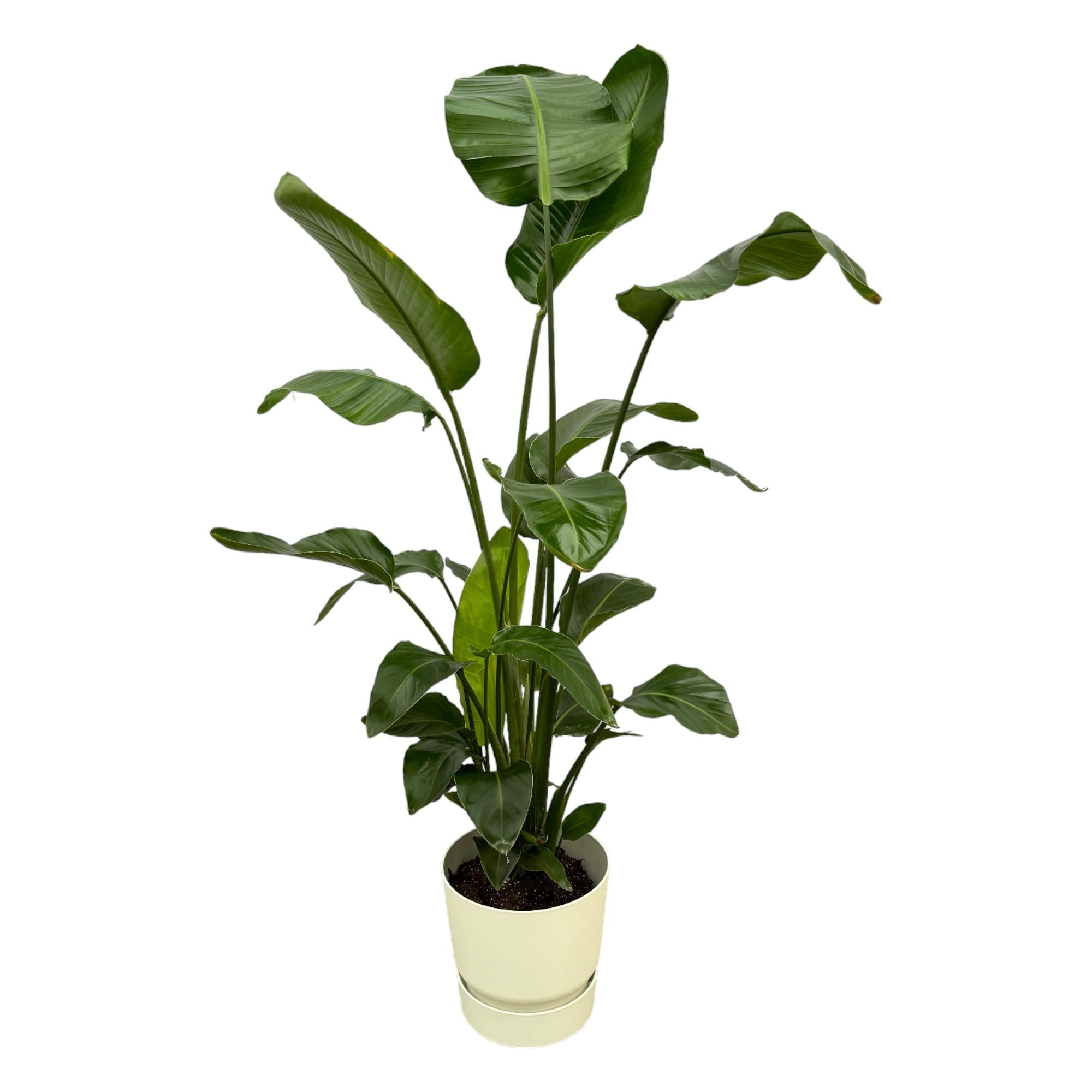 Strelitzia Nicolai 180cm mit Topf – Weißer Paradiesvogel für Ihr Zuhause
