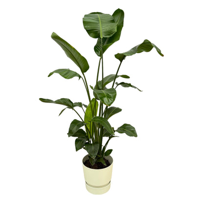 Strelitzia Nicolai 180cm mit Topf – Weißer Paradiesvogel für Ihr Zuhause