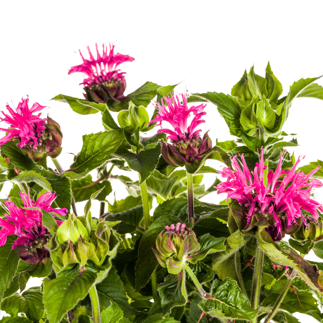 Indianernessel Monarda Didyma Pink Ø19cm - ↕45 - 60cm