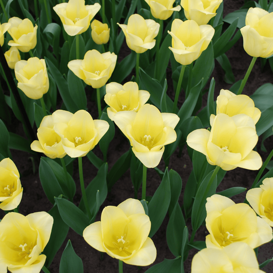Tulpenzwiebeln World Friendship – 20er-Pack | Zartgelb &amp; harmonisch