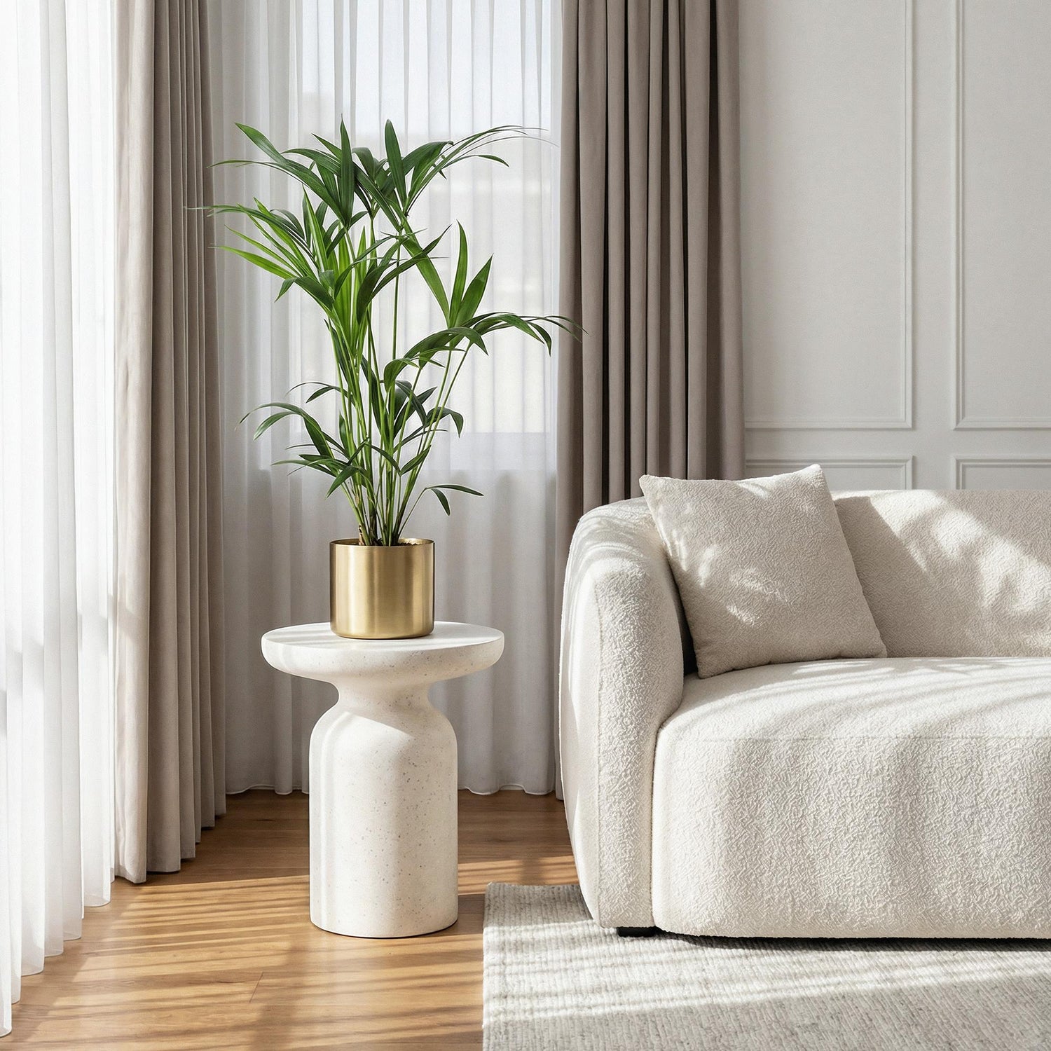 Kentia Palme 130 - 260 cm – Elegante Zimmerpalme