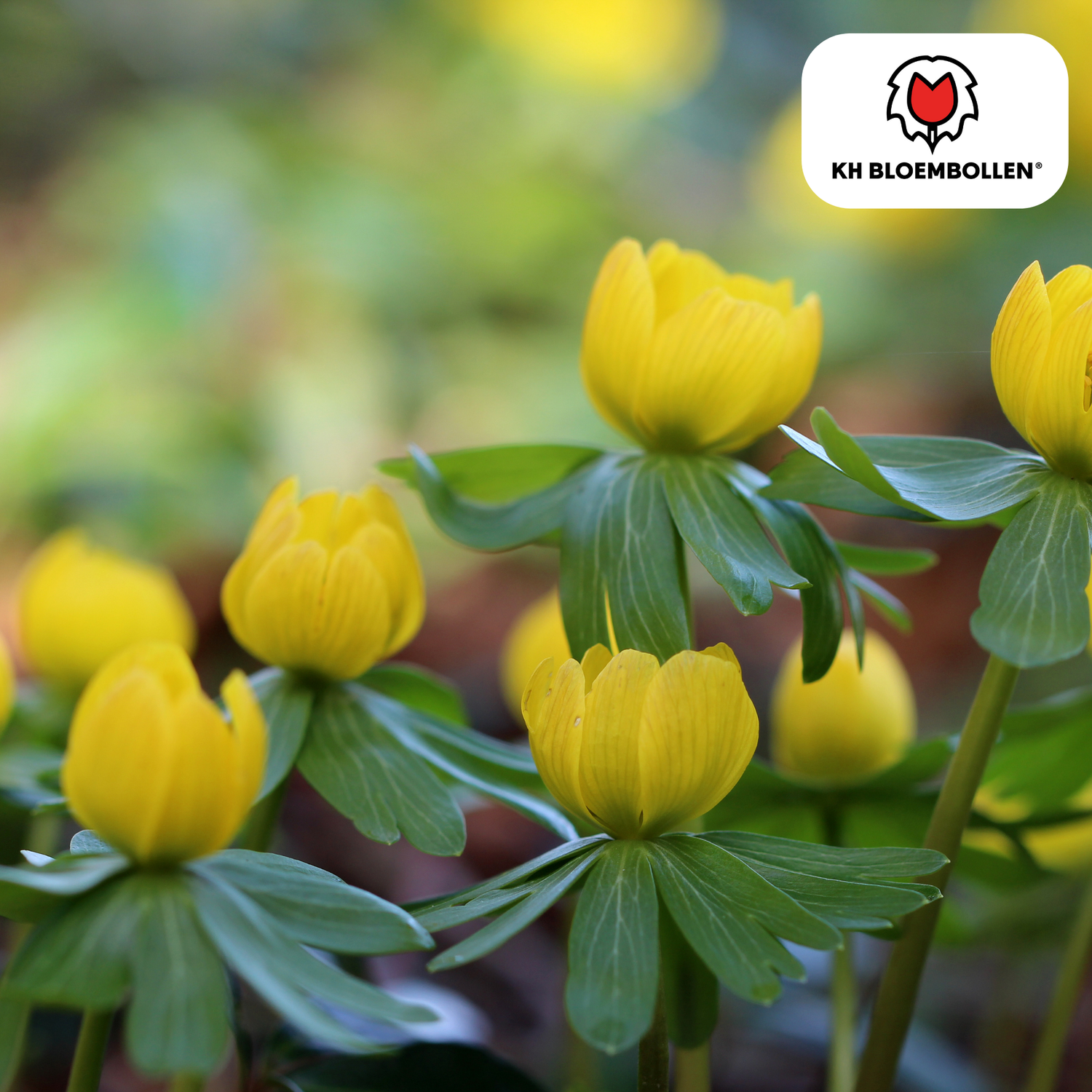 Akoniten / Winterlinge – 30 Stück | Frühblüher in Gelb