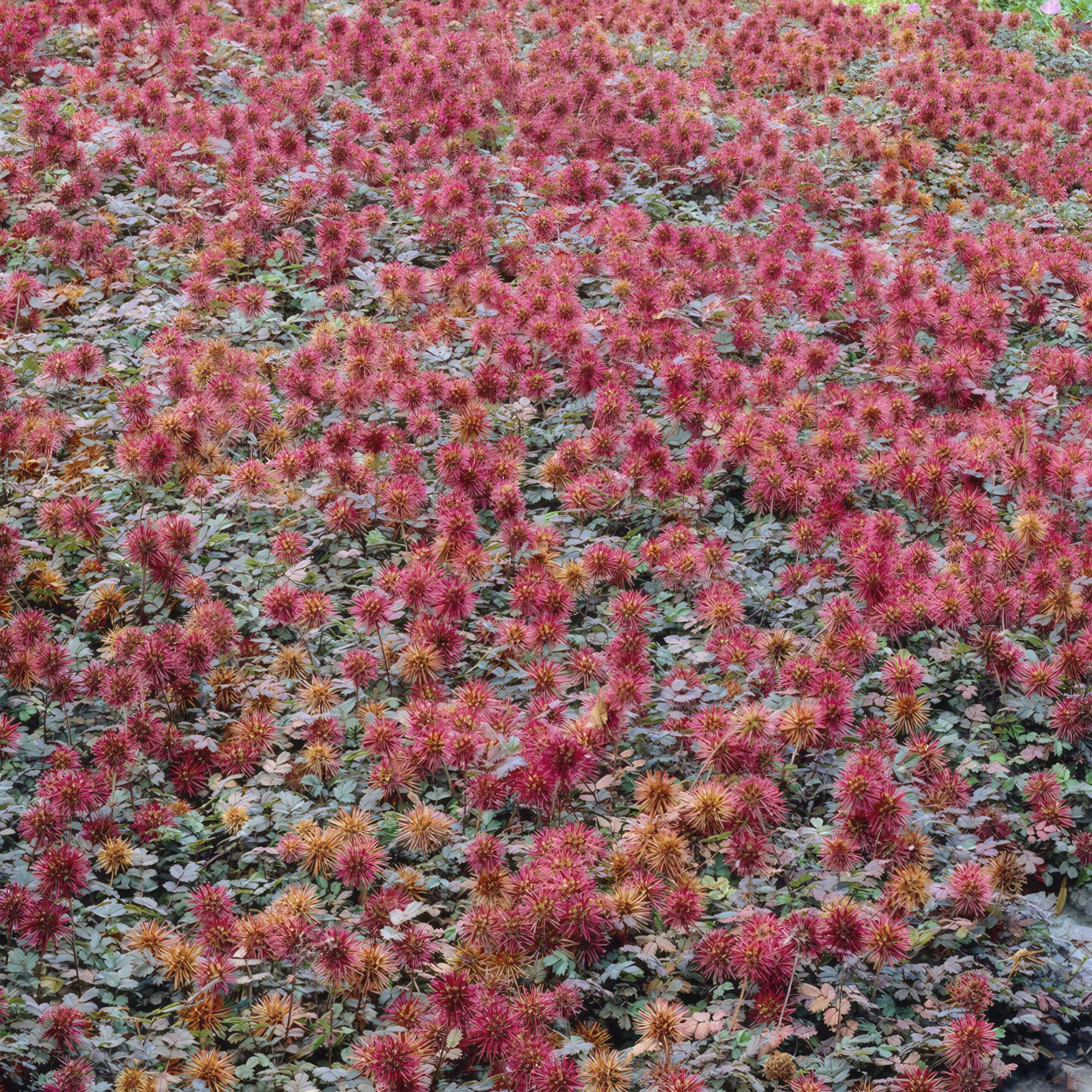 20x  Acaena microphylla &