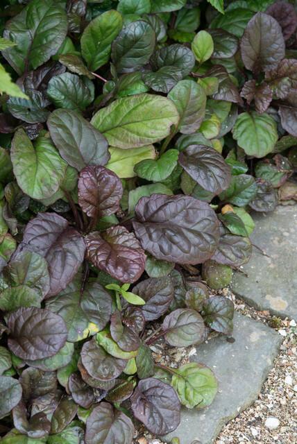 24x Ajuga reptans ‘Catlin’s Giant’ – Bodendecker mit violettem Laub &amp; Blüten – Höhe 10–25 cm – Ø 9 cm
