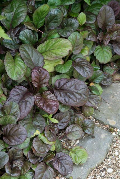 24x Ajuga reptans ‘Catlin’s Giant’ – Bodendecker mit violettem Laub &amp; Blüten – Höhe 10–25 cm – Ø 9 cm