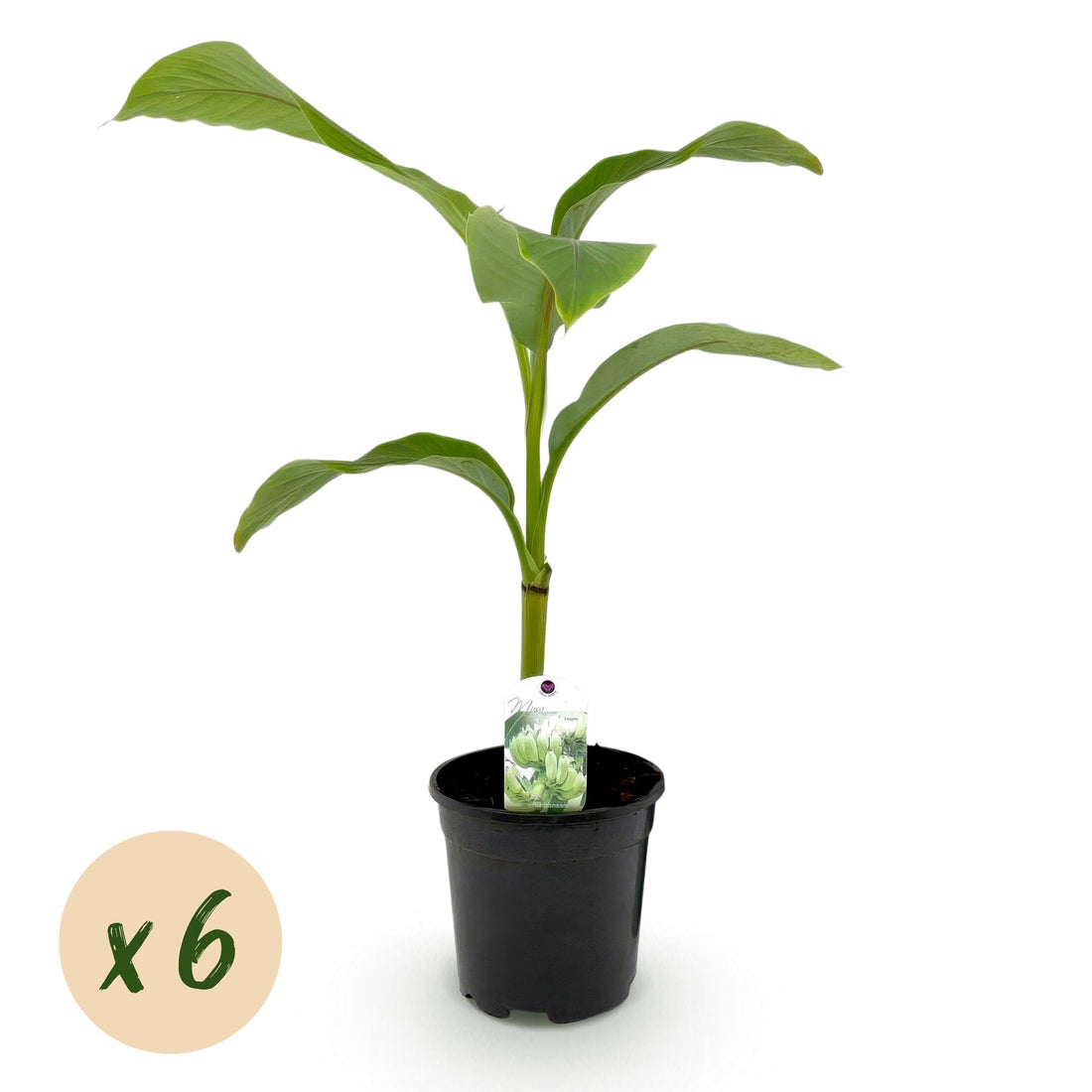 Musa basjoo – Winterharte Bananenpflanze für Garten &amp; Balkon