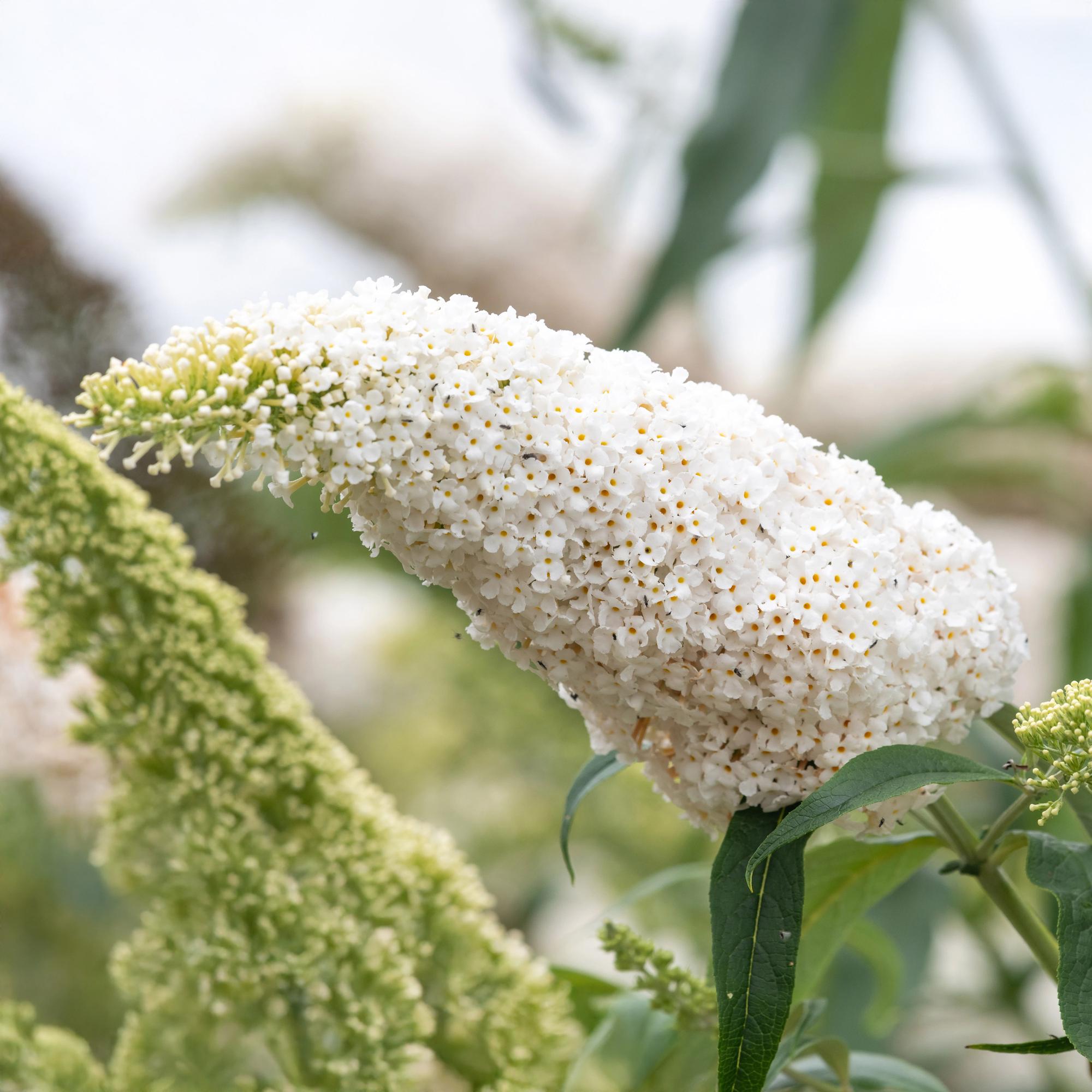 Schmetterlingsstrauch - Buddleja davidii White Profusion - Blüte Weiß - 1 Pflanze - Laubabwerfend - Schmetterlingsanziehend - Topf 17cm Höhe 25cm