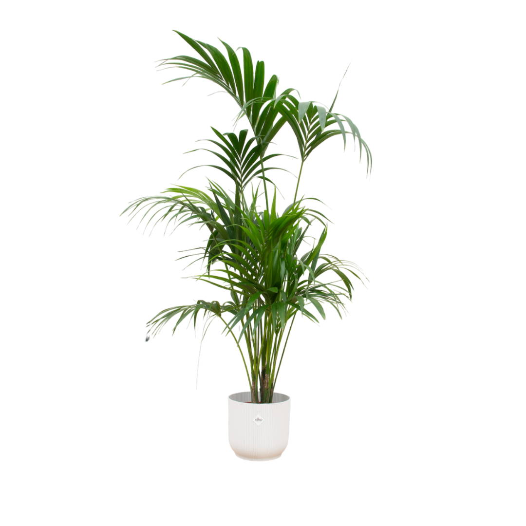 Kentia Palme 130 cm – Elegante Zimmerpalme im Topf
