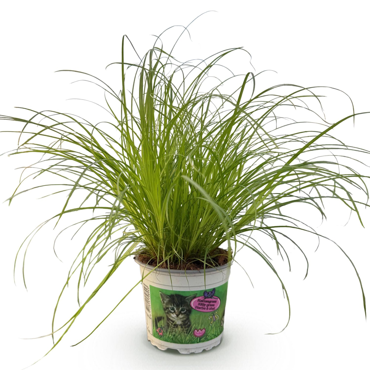 Cyperus alternifolius Zumula - Katzenpflanze - Haustierfreundliche Pflanze - Grün - 1 Pflanze - Topf 12cm - Höhe 20cm