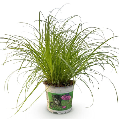 Cyperus alternifolius Zumula - Katzenpflanze - Haustierfreundliche Pflanze - Grün - 1 Pflanze - Topf 12cm - Höhe 20cm