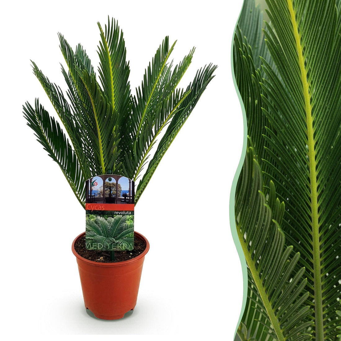 Cycas revoluta - Palmfarn in verschiedenen Größen