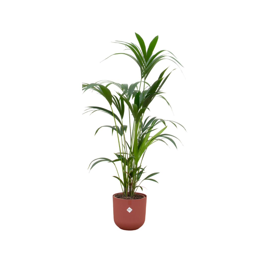Kentia-Palme 160cm mit Topf – Elegante Zimmerpalme für stilvolles Grün