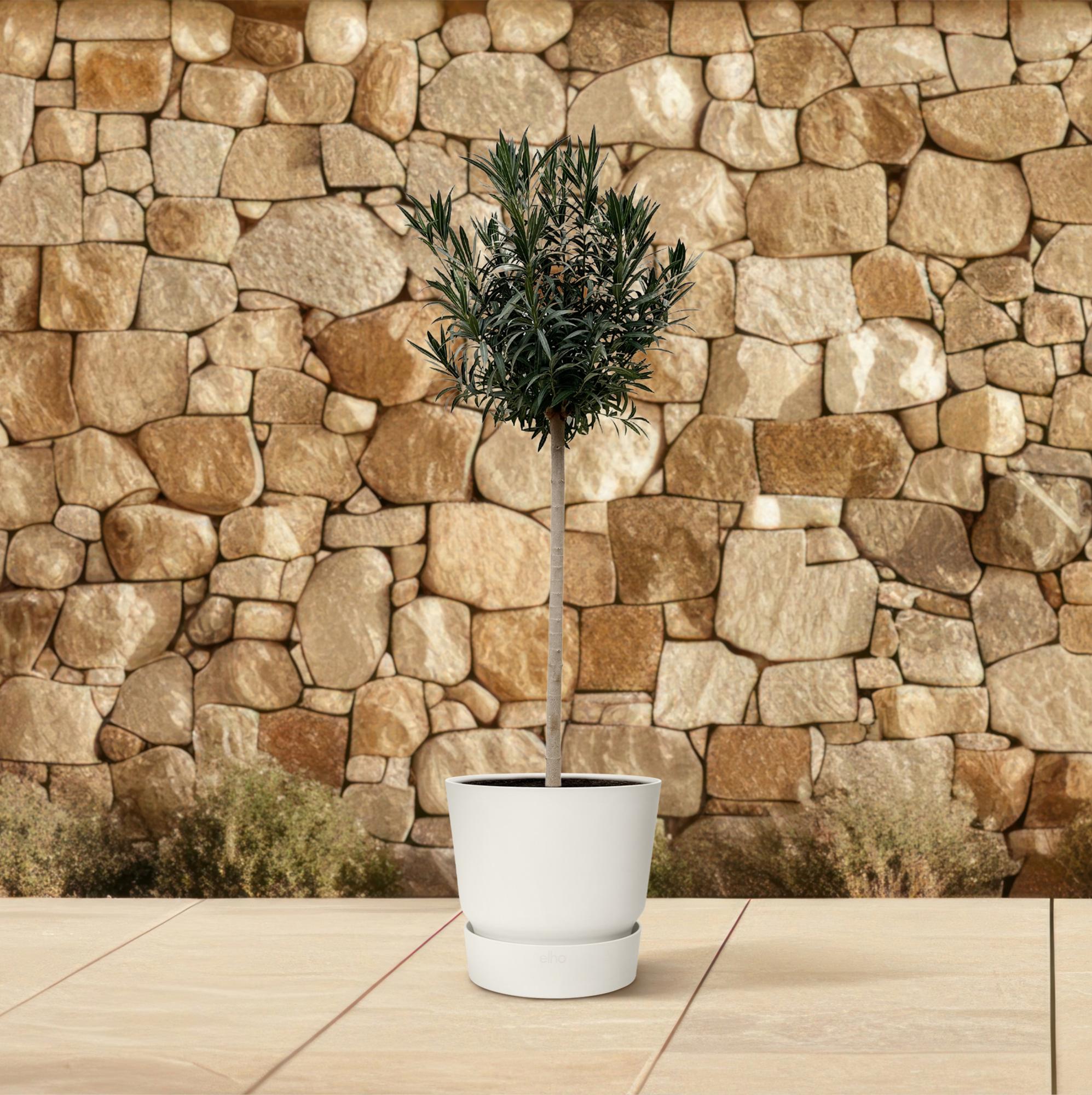 Oleander Hochstamm – Nerium Oleander – ca. 170 cm – Ø40 cm Topf – Immergrün &amp; Mediterran