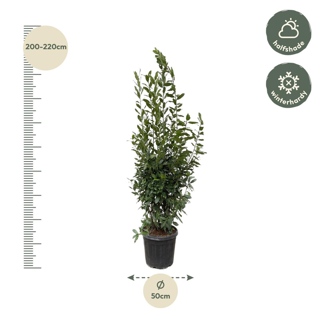 Laurus Nobilis Lorbeer - 210 cm - ø50