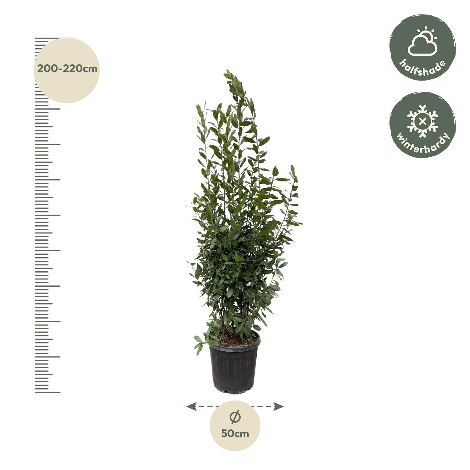 Laurus Nobilis Lorbeer - 210 cm - ø50