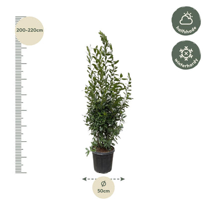 Laurus Nobilis Lorbeer - 210 cm - ø50