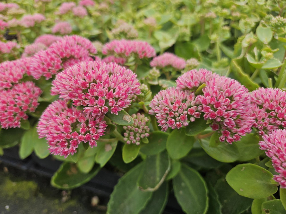 Sedum ‘Herbstfreude’ – 24 Stück, Ø 9 cm Topf, Wuchshöhe 10-25 cm – Pflegeleichte, winterharte Staude mit spätem Blütenzauber