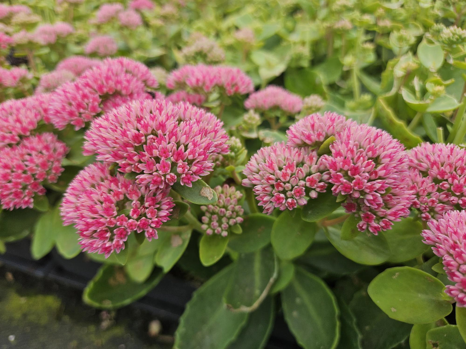 Sedum ‘Herbstfreude’ – 24 Stück, Ø 9 cm Topf, Wuchshöhe 10-25 cm – Pflegeleichte, winterharte Staude mit spätem Blütenzauber