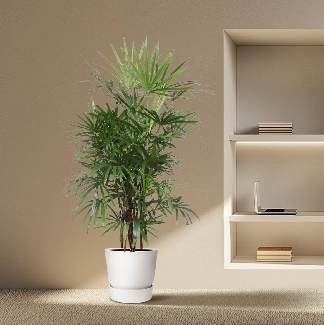 Rhapis excelsa Damenpalme 190 cm | Premium-Zimmerpalme im Ø34 cm Topf – Robust &amp; Luftreinigend