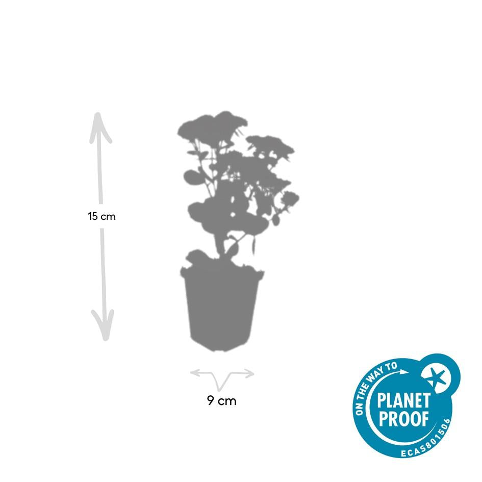 Sedum ‘Herbstfreude’ – 24 Stück, Ø 9 cm Topf, Wuchshöhe 10-25 cm – Pflegeleichte, winterharte Staude mit spätem Blütenzauber