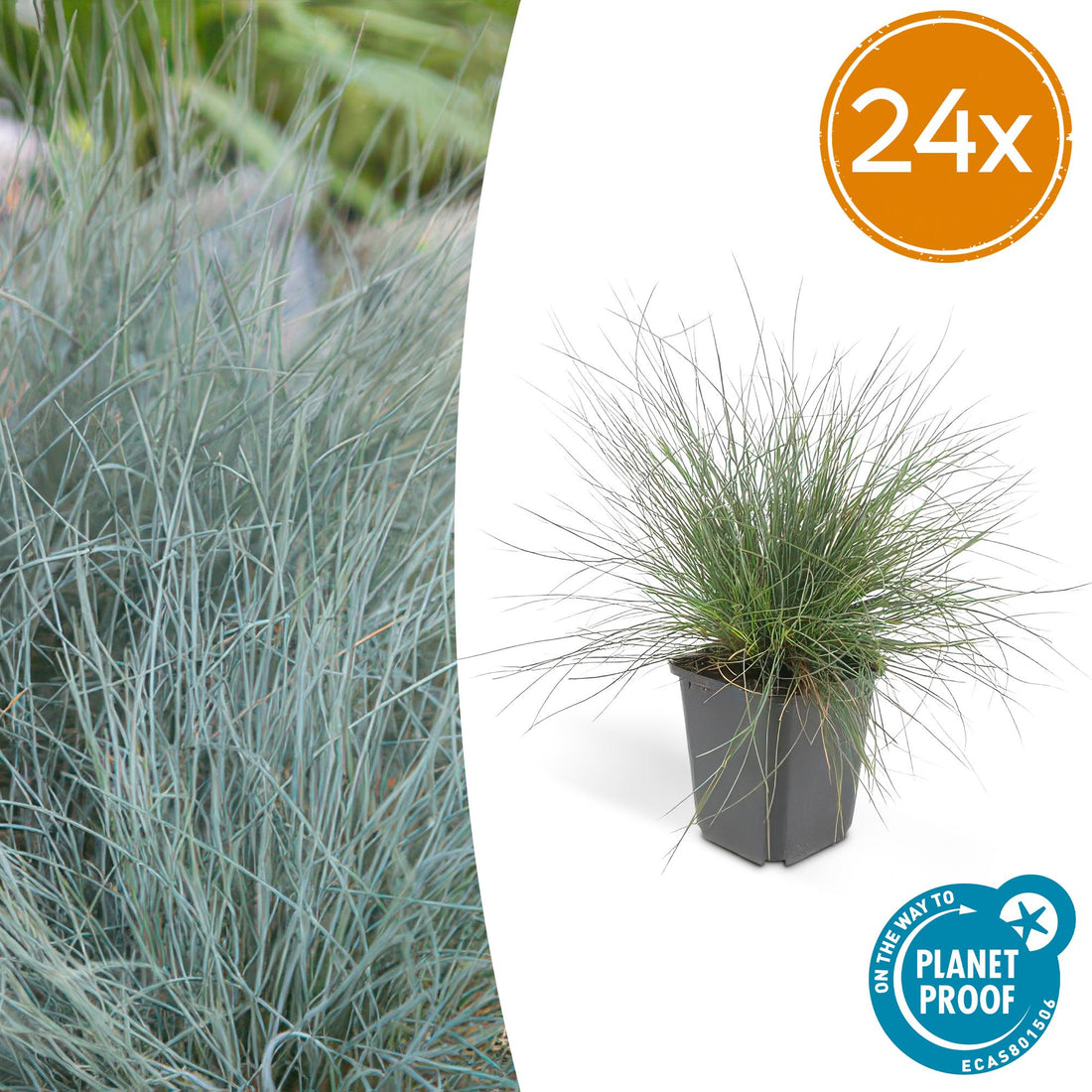 24x Festuca glauca ‘Elijah Bleu’ – Blauschwingel für Beete, Steingärten &amp; Rabatten – Höhe 10–25 cm – Ø 9 cm