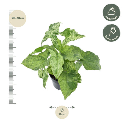 Syngonium ‘Mottled’ 25 cm | Seltene Variegata im Ø12 cm Topf – Tropische Zimmerpflanze