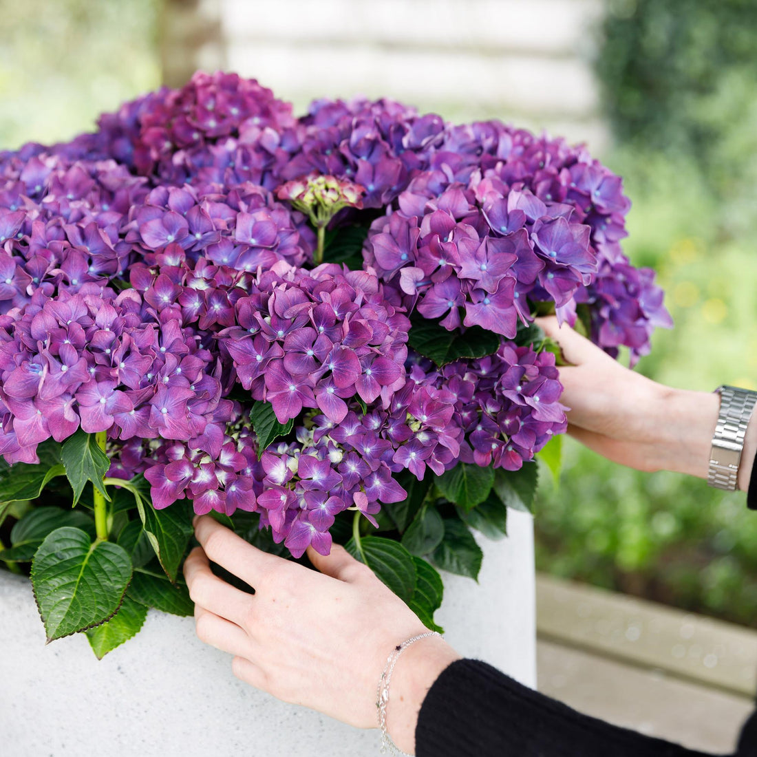 Balkon-Hortensie Forever &amp; Ever Lila – 2 Pflanzen – 7–12 Blüten – Ø23 cm Topf – Höhe ca. 55 cm