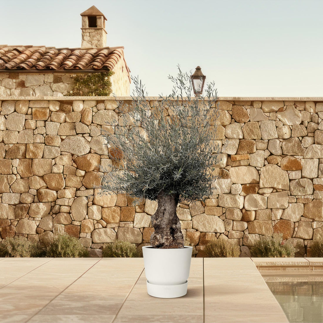 Olea europaea Bonsai – Mediterraner Olivenbaum