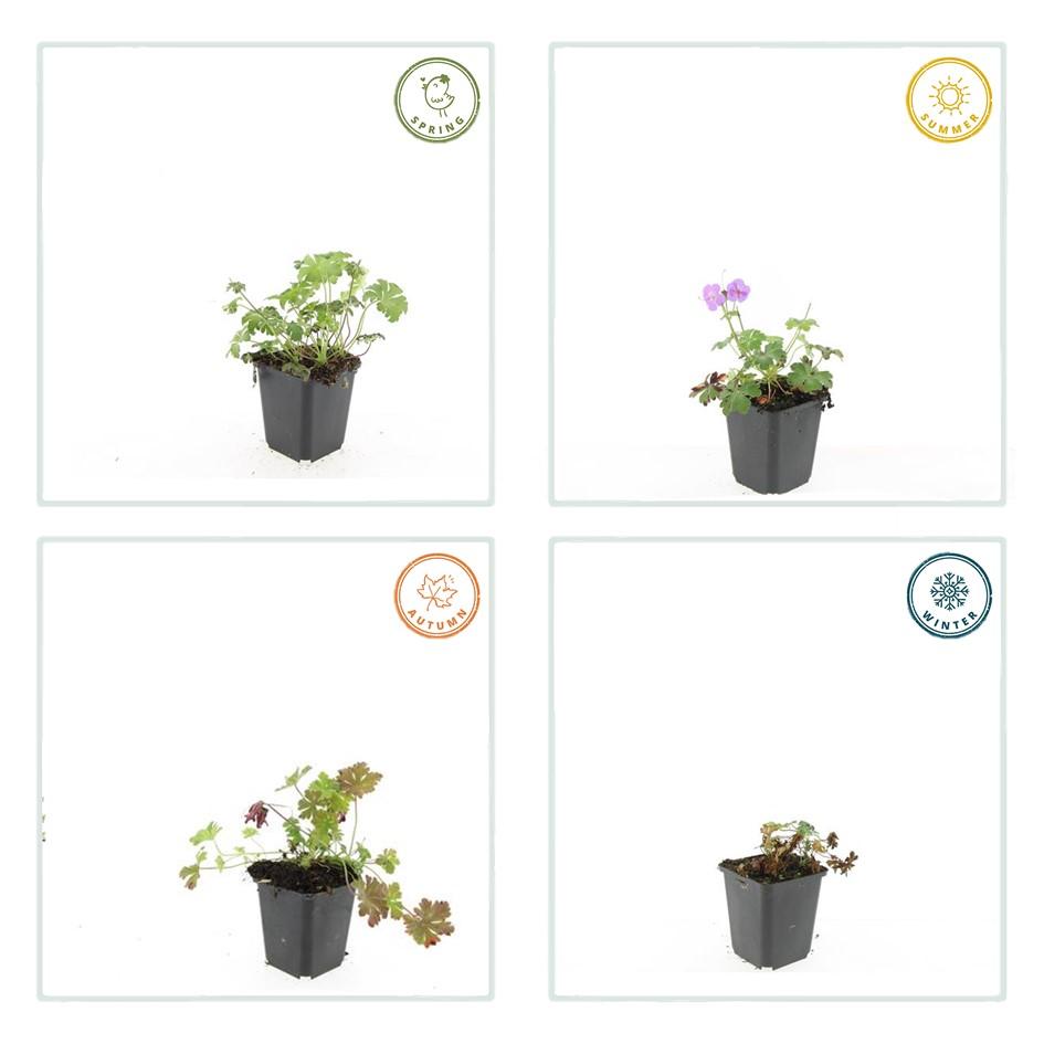 24x Geranium cantabrigiense ‘Cambridge’ – Duftender Bodendecker für sonnige &amp; halbschattige Lagen – Höhe 10–25 cm – Ø 9 cm