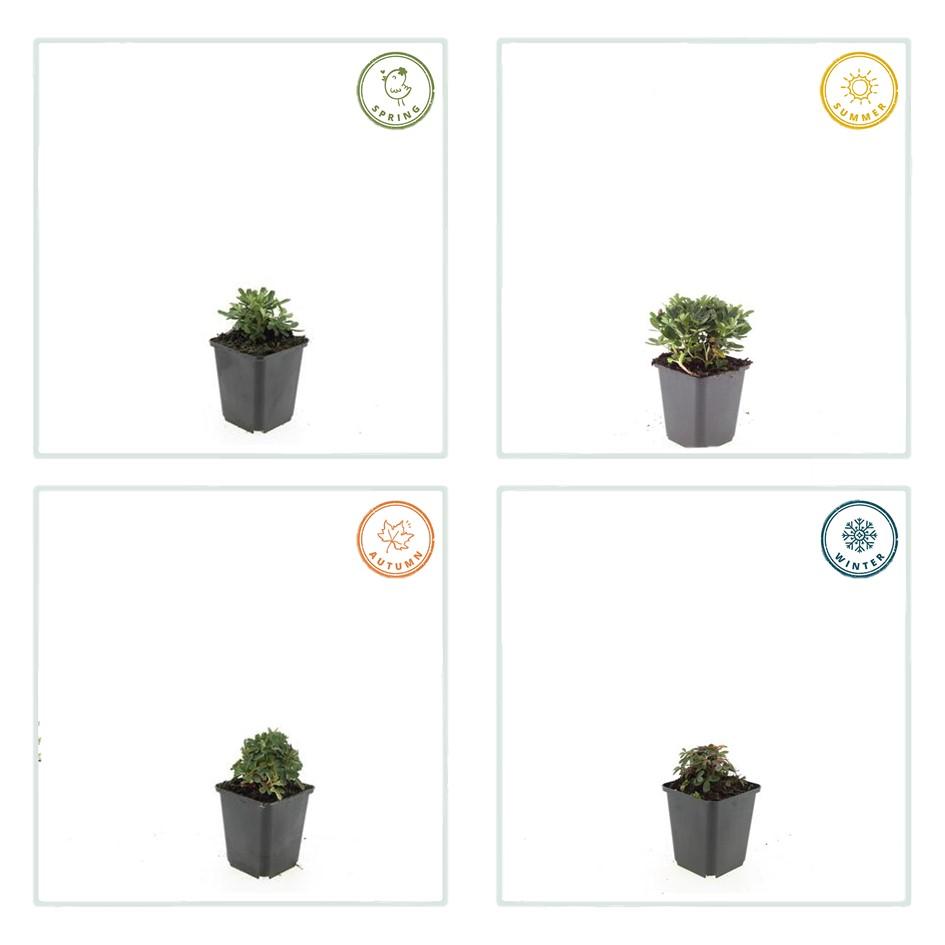 Potentilla tridentata ‘Nuuk’ – 24 Stück, Ø 9 cm Topf, ↕ 10–25 cm – Immergrüner, robuster Bodendecker